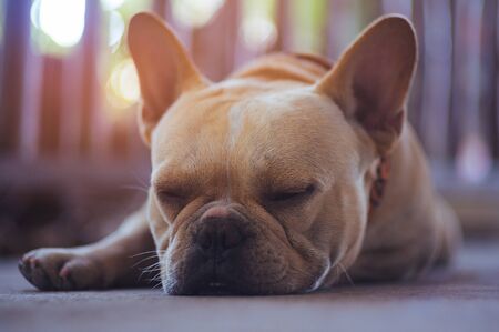 Brown bulldog sleeping near the wall.Dog sleep conceptの写真素材