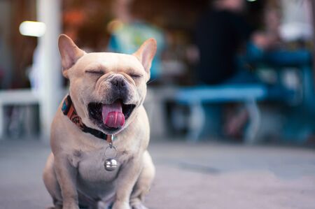 Cute sleepy bulldog with open the mouth and long tongueの写真素材
