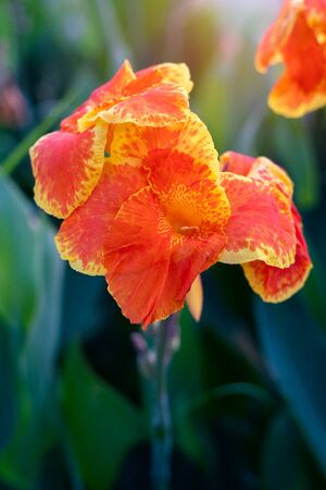 Blooming orange canna or canna lily in the garden.の写真素材