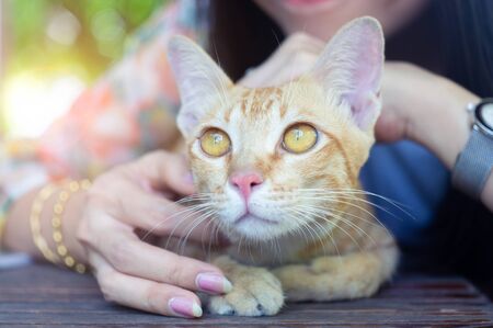 Smile woman playing a cat with loveの写真素材