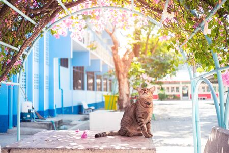 Alone cat  looking at the birds in the treeの写真素材