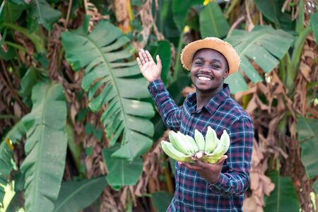 African farmer holding banana at organic farm