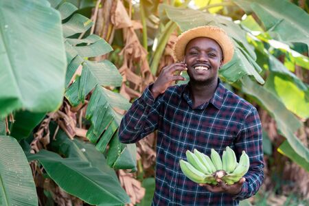 African farmer holding smartphone and  banana at organic farmの写真素材