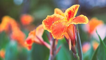 Beautiful orange Yellow canna Lily with insect fly around flowers.16:9 styleの写真素材