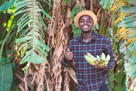 African farmer man holding banana at organic farm with smile and happy.Agriculture or cultivation...