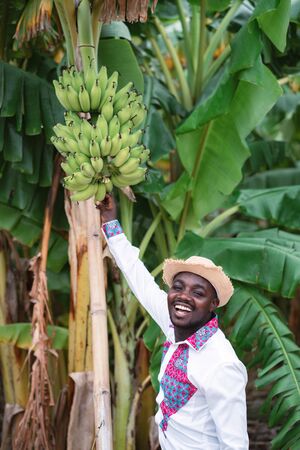 African farmer man standing with banana tree in organic farm.Agriculture or cultivation conceptの写真素材