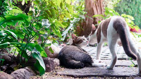 A couple of cats kissing in the garden