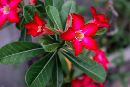 Red Azalea flowers Blooming in the gardenの写真素材