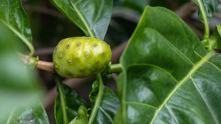 Raw of Noni Fruits  with green leafs. Great morinda,Indian mulbery,Morinda citrifolia.16:9 styleの写真素材