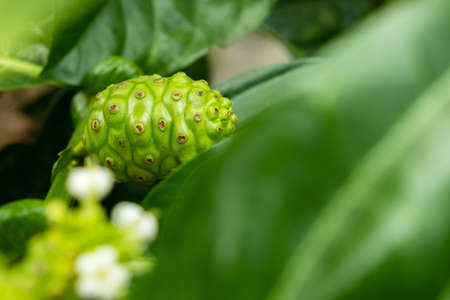 Raw of Noni Fruits  with green leafs. Great morinda,Indian mulbery,Morinda citrifoliaの写真素材