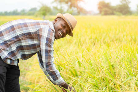 African farmer standing in  organic rice field with smile and happy.Agriculture or cultivation conceptの写真素材