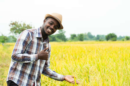 African farmer using smartphone in organic rice field with smile and happy.Agriculture or cultivation conceptの写真素材