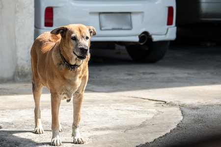 Angry dog standing at homeの写真素材