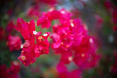 Red bougainvillea flower with beauty bokehの写真素材