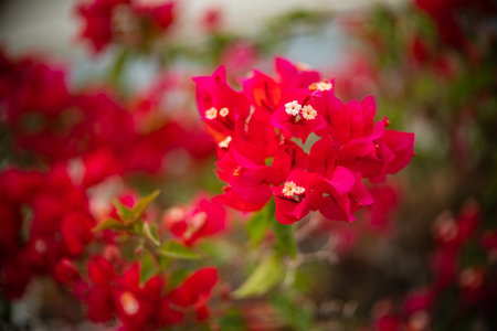 Red bougainvillea flower with green leafの写真素材
