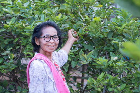 An elderly happy asian woman in a lemon farm garden