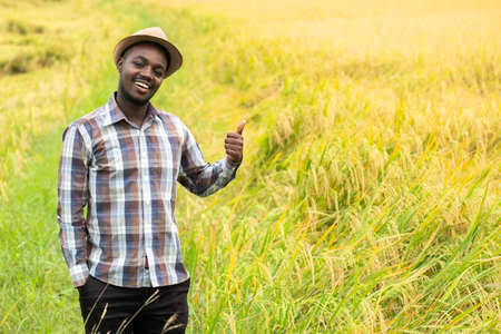 African farmer standing in  organic rice field with smile and happy.Agriculture or cultivation conceptの写真素材