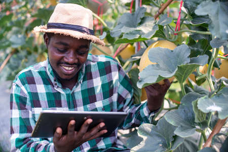 Happy african farmer sitting in the organic farm with looking tablet .Agriculture or cultivation...