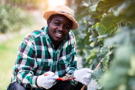 Happy african farmer sitting in the organic farm with holding soil .Agriculture or cultivation conceptの写真素材