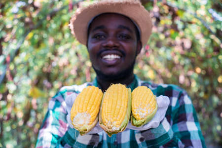 African farmer holding fresh corn organic produce from farmの写真素材