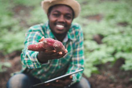 African farmer man holding fresh sweet potato at organic farm with using tablet.Agriculture or cultivation conceptの写真素材