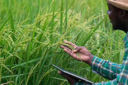 African farmer holding tablet for  research in organic rice field.Agriculture or cultivation concept