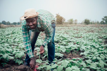 African farmer man Pull the sweet potato at organic farm.Agriculture or cultivation conceptの写真素材