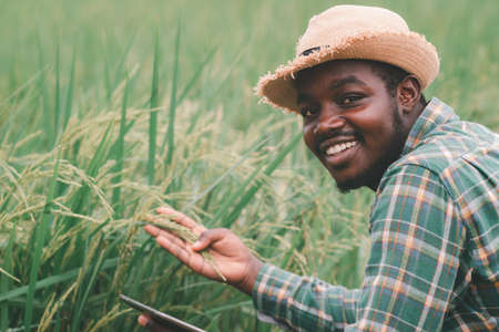 African farmer holding tablet for  research in organic rice field.Agriculture or cultivation conceptの写真素材