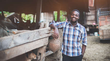 African farmer man standing in the cows farm.Agriculture or cultivation concept