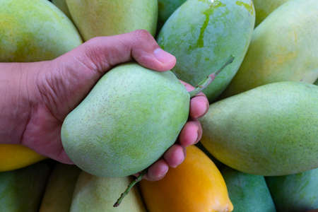 Raw mango in the hands of farmerの写真素材