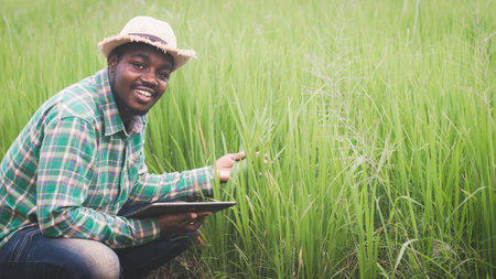 African farmer using a tablet for  research leaves of rice in organic farm field.Agriculture or...