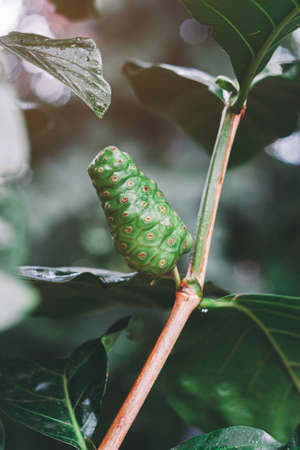 Raw of Noni Fruits with green leafs. Great morinda,Indian mulbery,Morinda citrifolia.Retro film color styleの写真素材