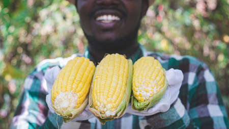 African Farmer stand in the corn plantation field.Agriculture or cultivation conceptの写真素材