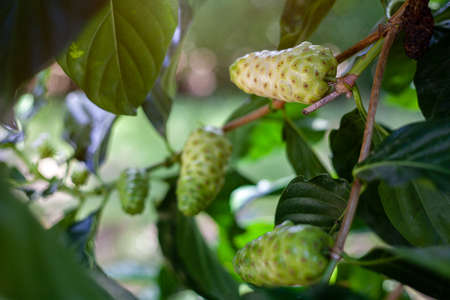 Noni Fruits with green leafs. Great morinda,Indian mulbery,Morinda citrifolia