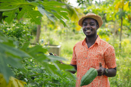 African Farmer with hat using smartphone in the organic papaya plantation field.Agriculture or cultivation conceptの写真素材