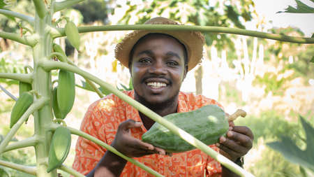 African farmer with hat is holding fresh papaya in the organic plantation field.Agriculture or cultivation conceptの写真素材