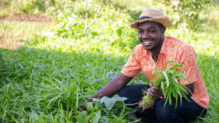 African farmer with hat is picking fresh vegetable in the organic plantation field.Agriculture or cultivation conceptの写真素材
