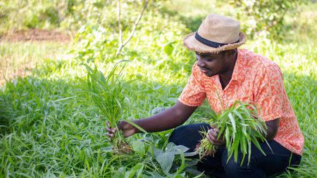 African farmer with hat is picking fresh vegetable in the organic plantation field.Agriculture or cultivation conceptの写真素材
