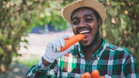 African farmer is  eating and bite delicious carrots in an organic farmの写真素材