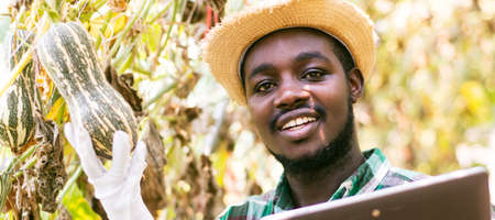 African farmer using tablet for  research melon in organic farm.Agriculture or cultivation conceptの写真素材