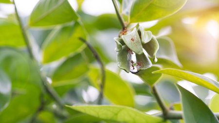 Angry ants on Ylang-ylang flowers with beautiful sunlightの写真素材