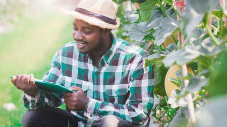 African Farmer is documenting data the yield and growth of melons in organic farms.Agriculture or...