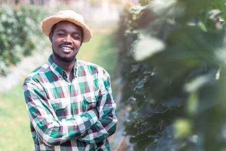 African farmer stand to observe the yield and growth of melons in organic farms.Agriculture or cultivation conceptの写真素材