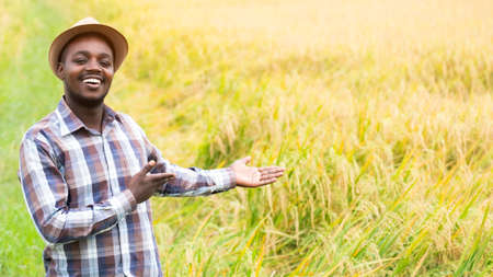 Success african farmer smiling at an organic rice farm.Agriculture or cultivation conceptの写真素材