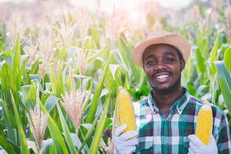 African Farmer holding  the corn in the organic  plantation field.Agriculture or cultivation conceptの写真素材