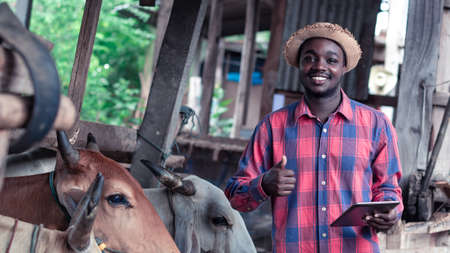 African farmer researching and recording details on the tablet of each cow industry in a farm.Agriculture or cultivation conceptの写真素材