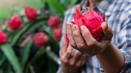 Woman Farmer happily holding dragon fruit in organic farm.Concept of Agriculture or cultivationの写真素材