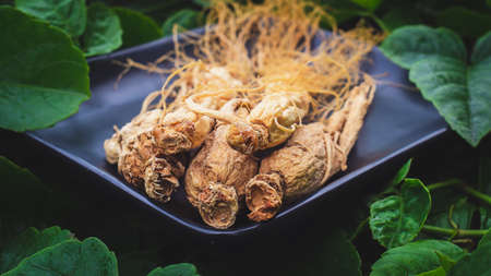Dry Ginseng root on the black plate with green nature backgroundの写真素材