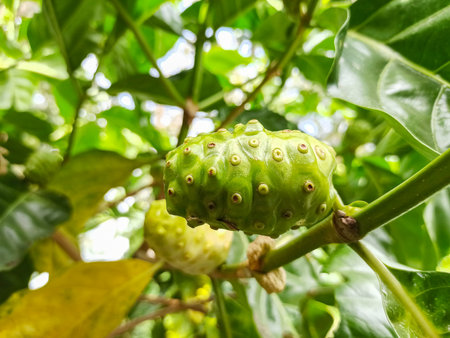 Raw of Noni Fruits with green leafs. Great morinda,Indian mulbery,Morinda citrifoliaの写真素材