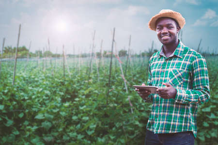 African farmer using tablet for  research leaves of plant in organic farm.Agriculture or cultivation conceptの写真素材